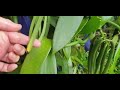 How to Harvest Ripe Vanilla Beans - Tips for the Day