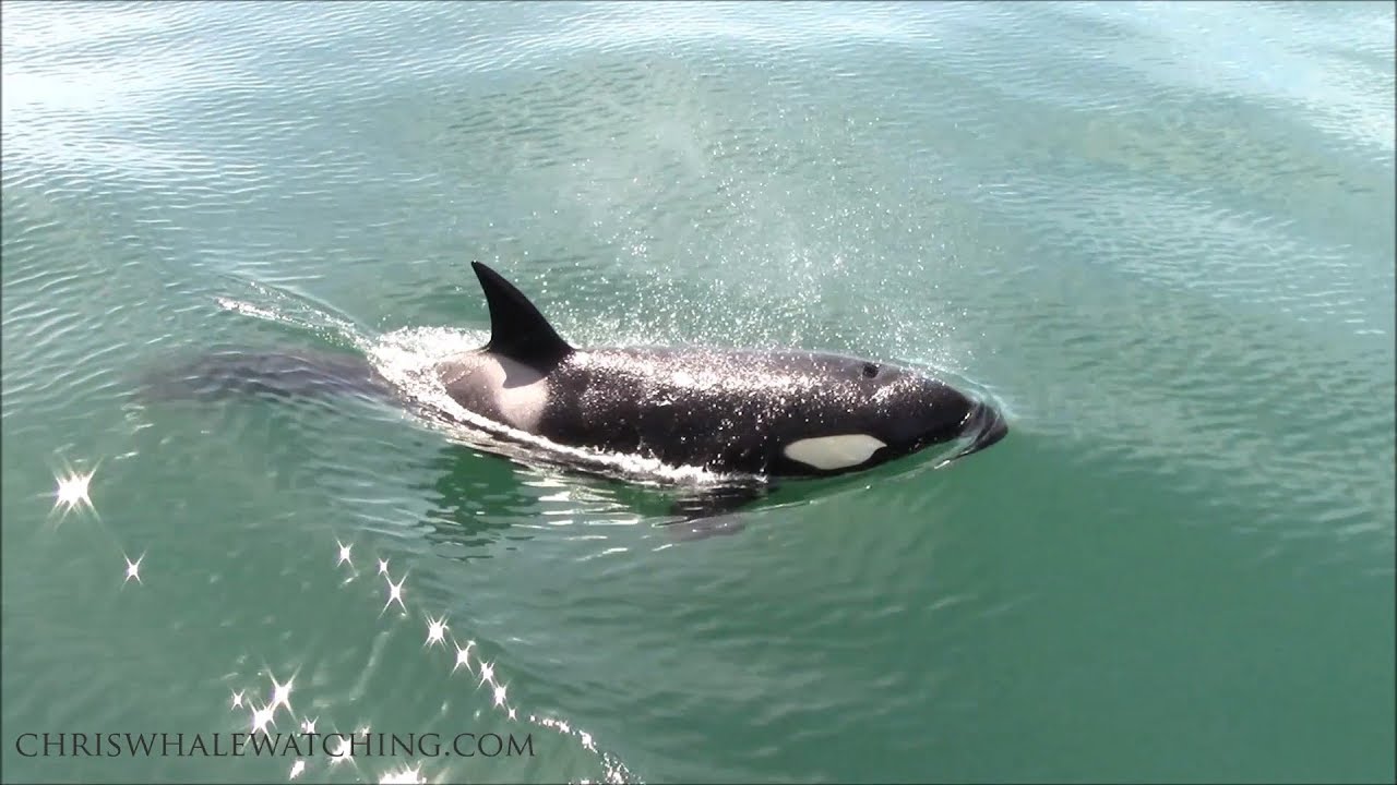 6.9.19 Orca / Killer Whales - YouTube