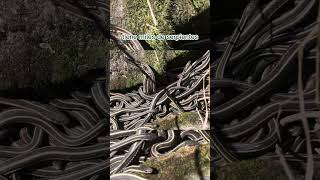 Download Lagu Isla de las serpientes MP3