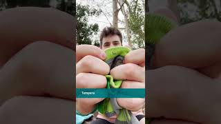 Running Socks Of The Year 2024 Lorpen T3 Padded Eco