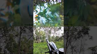 Pergam Putih 58 Meter