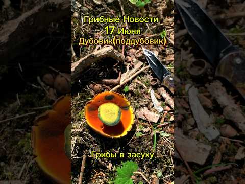 Грибные Новости 17 Июня🍄Дубовики начинают рост! #грибы2024 #сборгрибов
