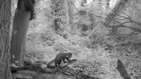 IMAG0047 Pine Marten kit trying to suckle