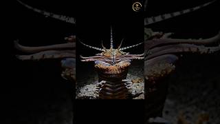 Bobbit Worm The Terrifying Ambush Predator