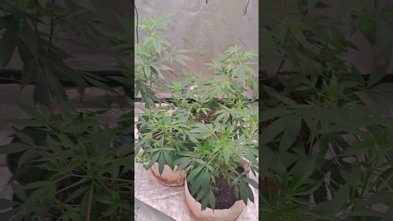 GrowinGoo's 🙊 secret? KELP+Oxygenated H20