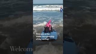 Welcome to the world championship of dog surfing