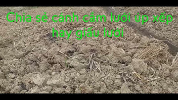 MÔ HÌNH ĐÁNH CHIM SẺ DÙNG  LƯỚI ÚP  HAI CÁNH BẰNG CÁCH GIẤU LƯỚI HAY LƯỚI XẾP, AE CẦN LH:0904669517