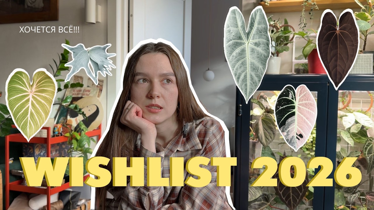 СПИСОК ЖЕЛАНИЙ/ показываю что занимает мои мысли 💚