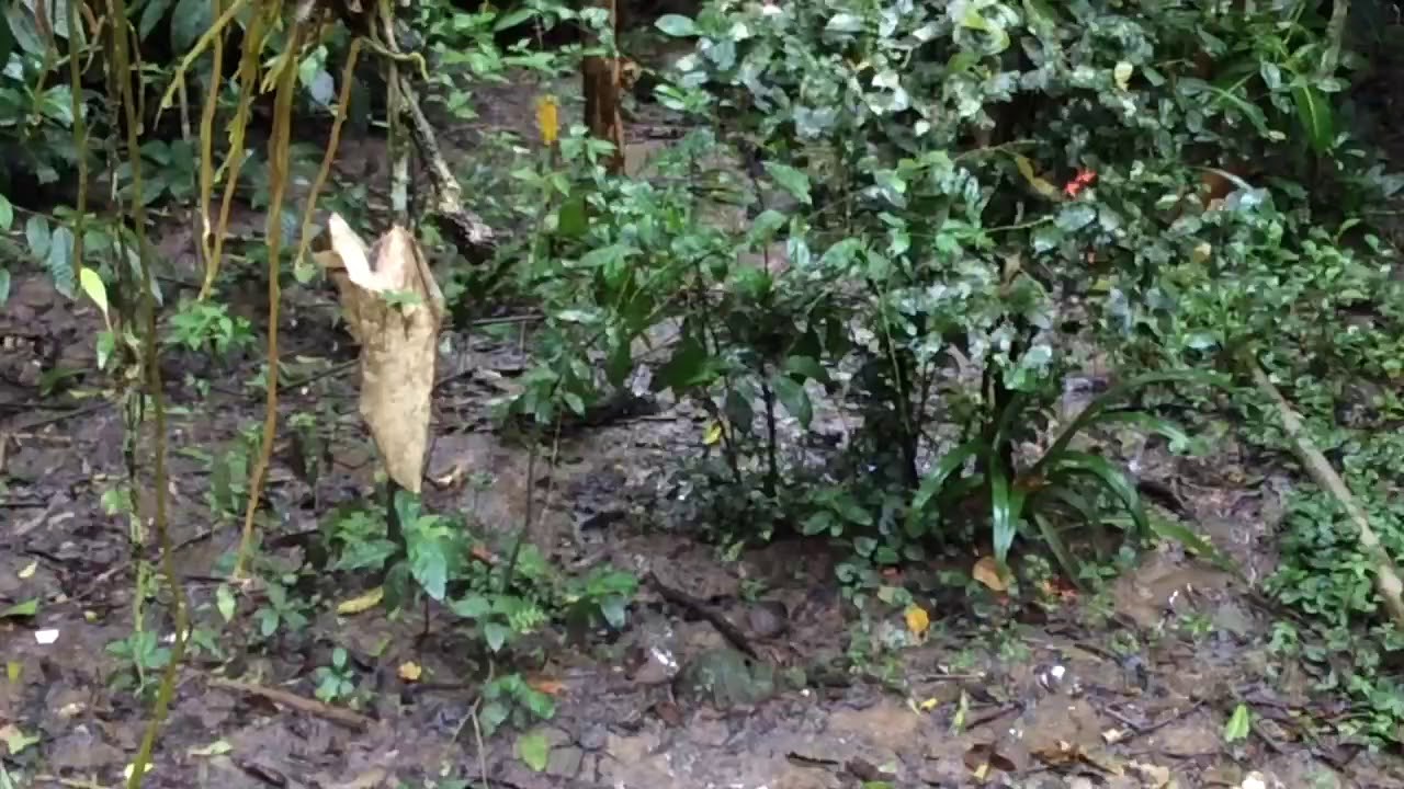 Red-rumped Agouti - Dasyprocta leporina