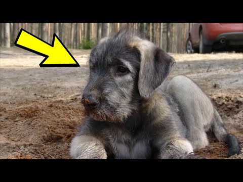 Video: Nädala võetav koer - Daisy