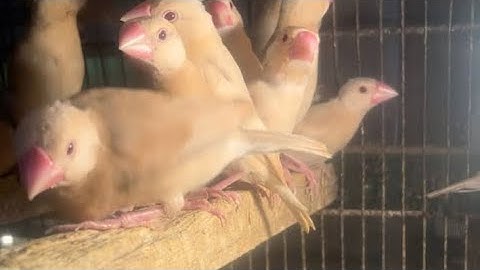 Mashallah fawn Java ready breed #birdslover #birds #birdsounds #15kviews #subs #love #allbirds