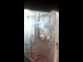 Albidus Siberian Goshawk silver male