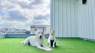 A dog and a cat got a terrace at their home ㅣJindo Dog by 진똑개 풍이 134,930 views 1 year ago 8 minutes, 37 seconds