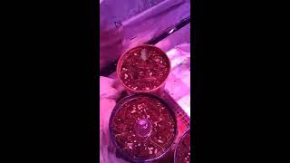 My first indoor grow #18 Morning wit da girls