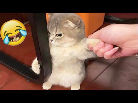The FUNNIEST Dogs and Cats Shorts Ever 🐶😸 | You Laugh You Lose 😂