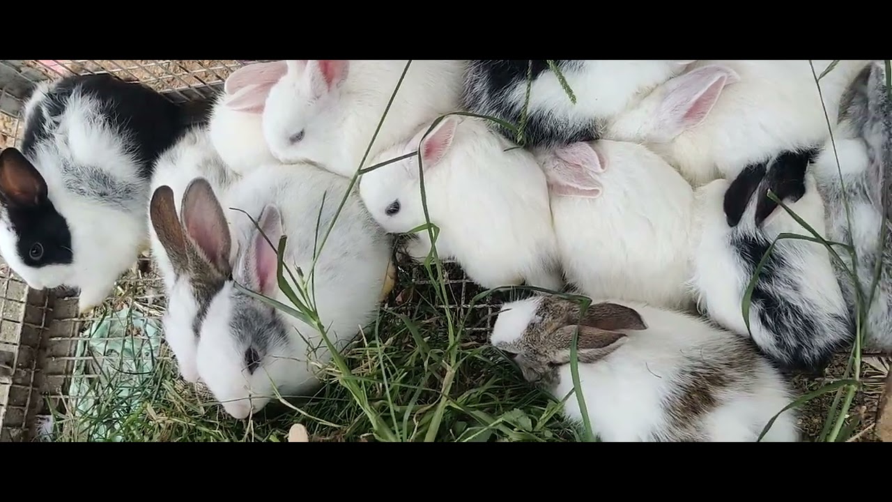 banni rabbit # Mysore pet world #rabbits - YouTube