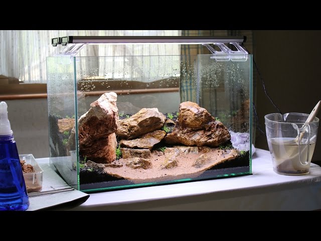 木化石レイアウト水槽の立ち上げ ➂【Start-up sum of Wood