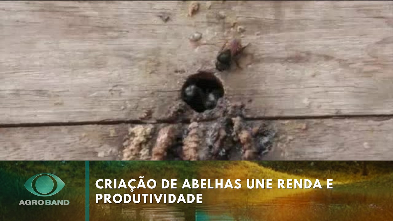 Criação de abelhas une renda e produtividade | Agro Band