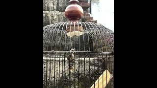 Download Lagu Masteran Kasar Pelatuk Sampit Gacor #masteranburung MP3