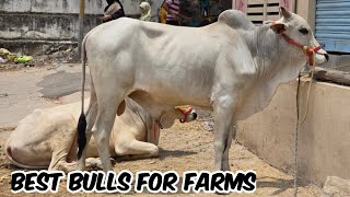 2024 Ongole bull's for sale in golconda qila | Bade janwar available in golconda qila Opp PS