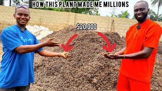 How This Plant Is Making  Africans Millionaires!!!