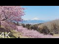 【4K】Ooi Yume no Sato: A Sunny Day Stroll