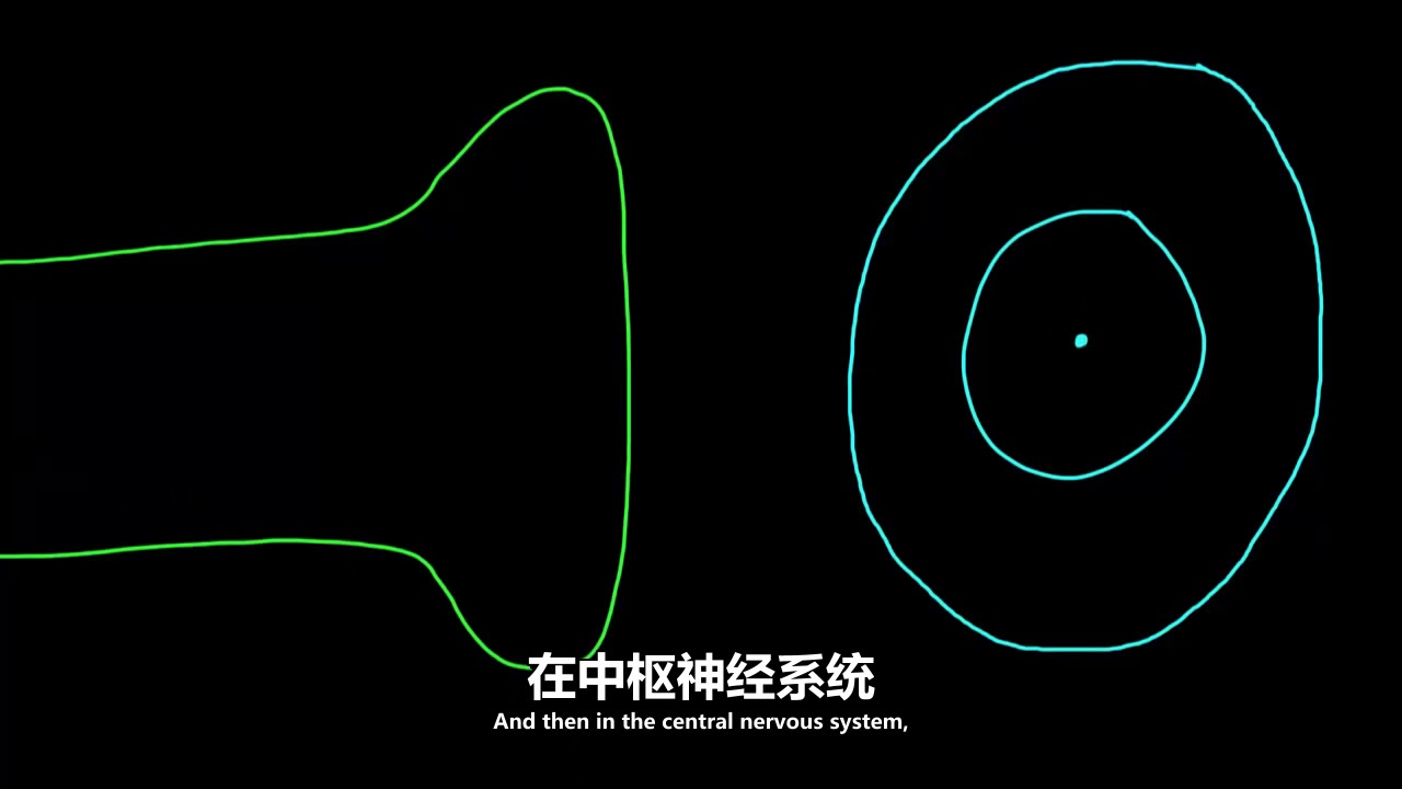 72 突触结构 神经系统生理学 NCLEX RN Khan Academy