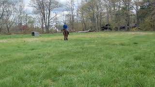 Ollie canter/trot transitions on figure eight