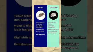 Memelihara Hamster Sama Dengan Memelihara Tikus? Simak Perbedaannya!