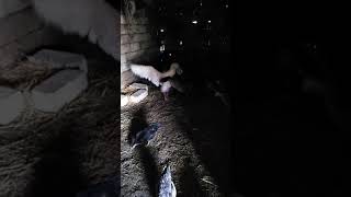 Masallı Qaz Davası