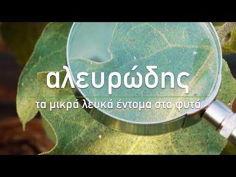 Βίντεο: Ωίδιο αβοκάντο: Πώς να αντιμετωπίσετε το ωίδιο στα δέντρα αβοκάντο