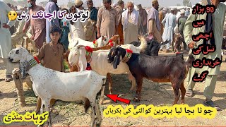 Kohat Biggest Bakra Mandi- Goat Mandi In Stan November 2, 2025