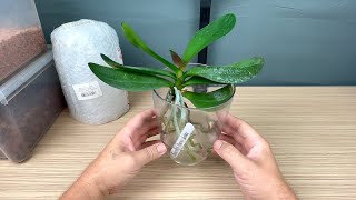 картинка: орхидея после ЛУЧШЕГО способа наращивания корней орхидее ИДЁТ в долгосрочную пересадку