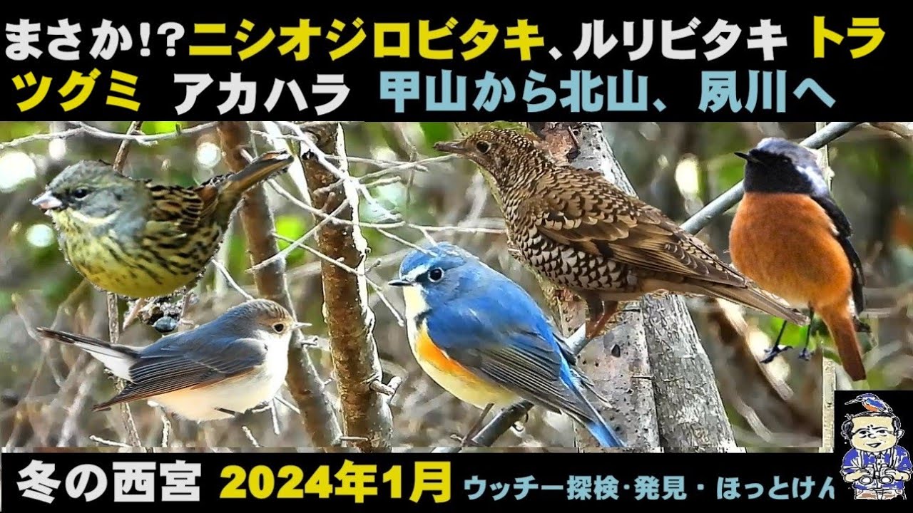 甲山すごい！ニシオジロビタキ、トラツグミ、アカハラ、カワセミ、ルリビタキなど甲山､北山ダム、夙川のハイキングコース、Jpanese Wild Birds 、うっちー探検発見ほっとけん、内山裕之