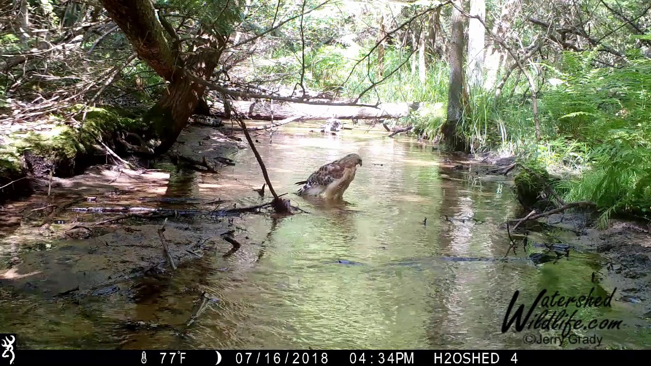 nature photography quotes July 2018 Trail Camera Highlights. A Twerking Hawk & bathing birds. A busy creek for critters.