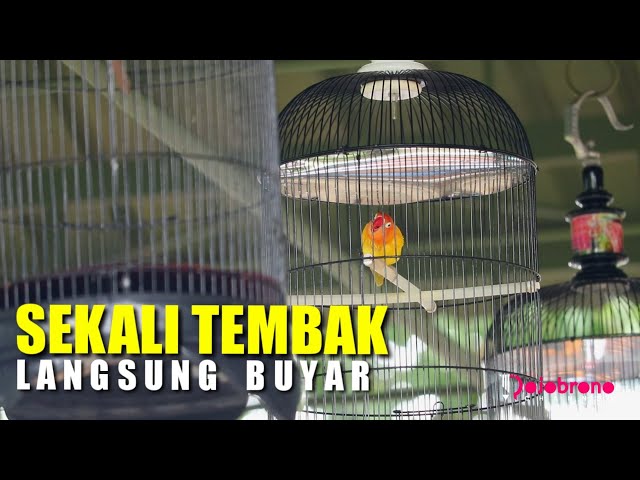 Aksi Gila Lovebird Candi Putri Sekali Tembak Langsung Buyar | Bali Vaganza class=