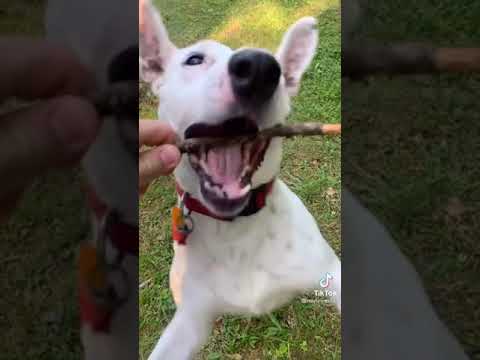 Funny Dog: A