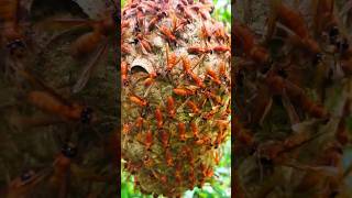 Download Lagu The most dangerous wasps at night #hornets #bee MP3