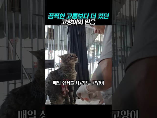 눈물나게 감동스런 고양이의 집사를 향한 믿음