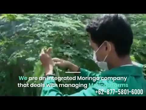 Raw Moringa Powder Leaves Tea Private Label Manufacture Export Lag luam wholesale: +62-877-5801-6000