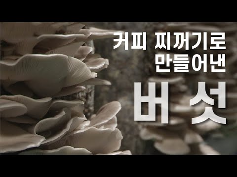 커피 찌꺼기로 버섯을 재배한다?  / YTN 사이언스