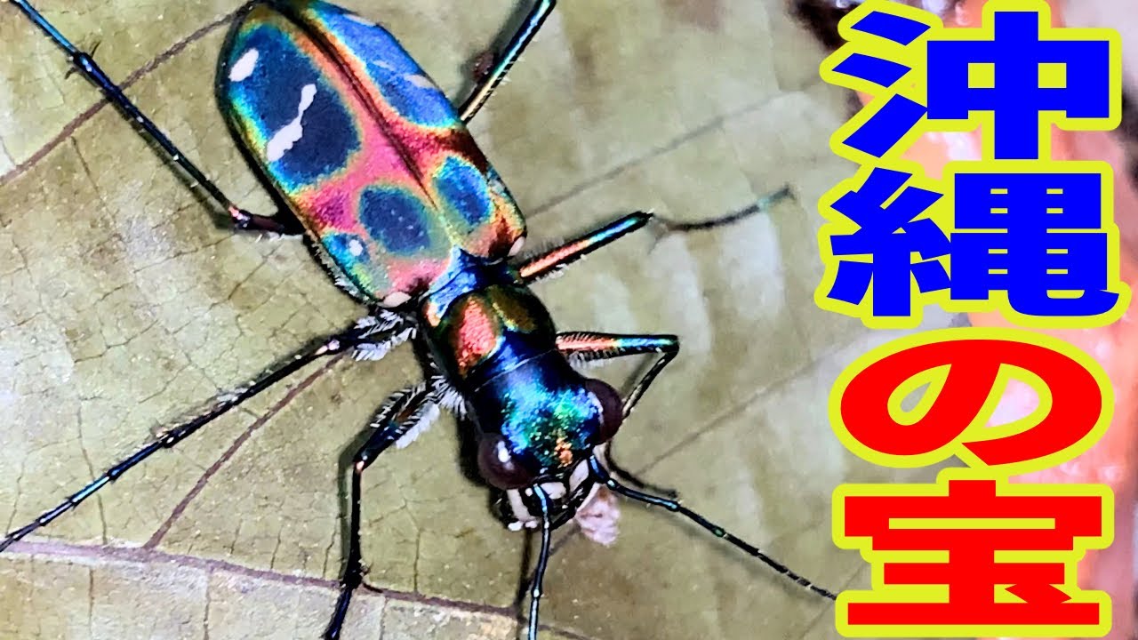 日本一美しいと言われる昆虫 ハンミョウの飼育方法 Youtube 日本一美しいと言われる昆虫 ハンミョウの飼育方法 Youtube