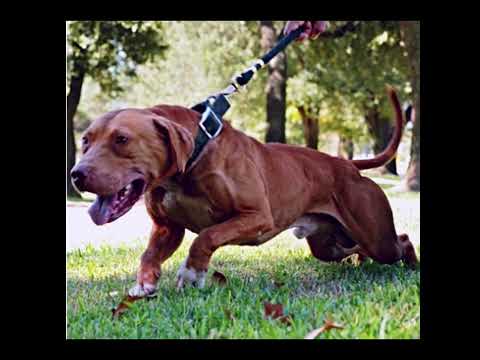Pitbull Show dogs vs The Most Elite Real APBT 123Pitbulls.com