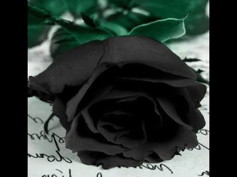 AUBADE - Leçon N° 12 : Dernière Romance - YouTube