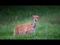Nyika National Park Nyika National Park