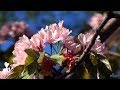 Ботанический сад. Сакура (2018)