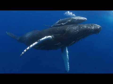 Видео: Гледайте: Невероятни кадри на сини китове на майки и телета, плуващи в близост до Антарктида - Matador Network