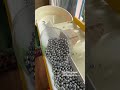 Marble Run ☆ A relaxing ASMR video featuring various tracks. 80