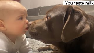 SWEETEST EVER LABRADOR KISSED THE BABY