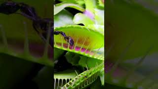 Venus Fly Trap (Part 2)